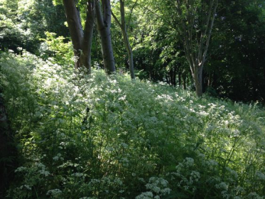 June 2016 - Studio trip to Painswick Rococo garden, Gloucestershire. Cow parsley fills the woodland edge.