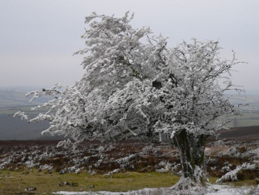 Frozen tree - Exmoor