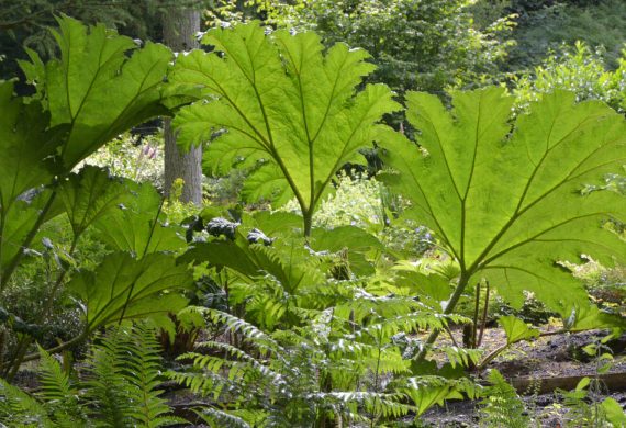 A large rural garden in Devon