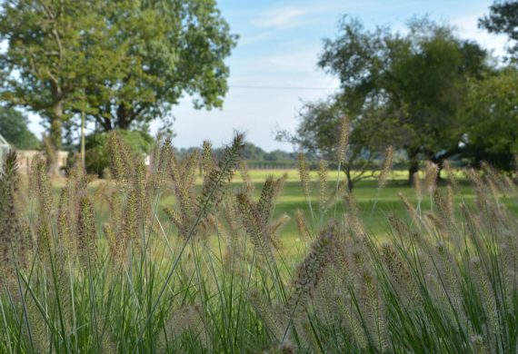 An English country garden in Hampshire
